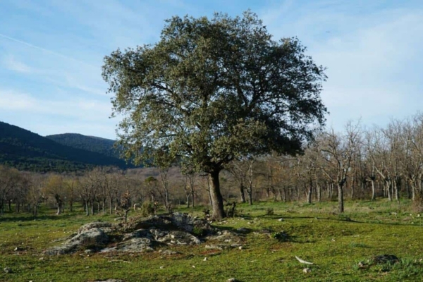 Mudanzas Moralzarzal Los Arroyuelos